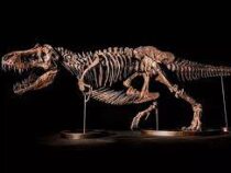 Аукционный дом Christie’s отменил продажу скелета тираннозавра