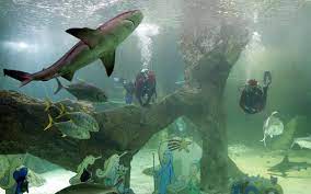В Мадридском зоопарке установили рождественский вертеп в аквариуме с акулами