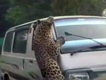 Штат на востоке Индии терроризирует леопард