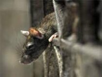 В Нью-Йорке открыта вакансия уничтожителя крыс