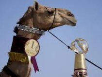 В Катаре прошел конкурс красоты верблюдов
