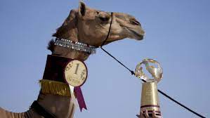 В Катаре прошел конкурс красоты верблюдов