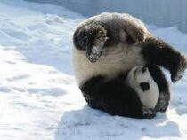 В Китае панды радуются первому снегу