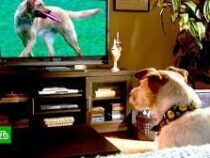 В Британии запустили телеканал для собак