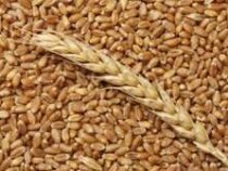 В Кыргызстане в прошлом году собрали 592,5 тысячи тонн пшеницы