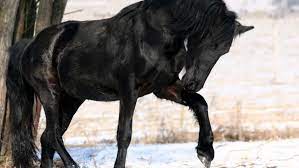 Коня для скачек впервые клонировали в Китае