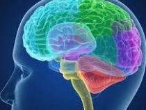 Ученые выяснили, что мозг человека никогда не взрослеет