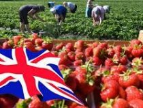 Кыргызстан и Великобритания договорились о трудоустройстве граждан КР в 2023 году
