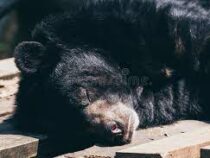 В США медведь впал в спячку во дворе дома