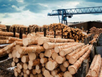 В Кыргызстане введен запрет на вывоз древесины и лесоматериалов