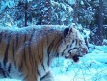 Тигр съел охотника в Хабаровском крае
