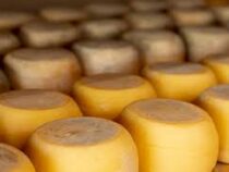 Сыр с успокоительным эффектом создали в России