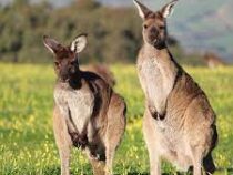 Отстреливать кенгуру из-за роста их популяции вынуждены в Австралии