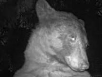 Медведь украл фотоловушку и сделал с ее помощью 400 селфи