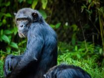 В Китае шимпанзе швырнул в посетителей зоопарка брошенную в него бутылку с водой