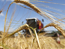 В 2023 году в мире ожидается рекордный объем урожая пшеницы