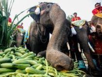 В Таиланде отметили национальный день слона