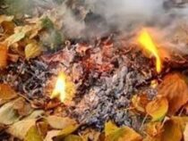 Бишкекчан призывают не жечь листья