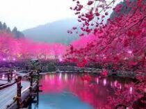 В столице Японии официально объявили начало сезона цветения сакуры