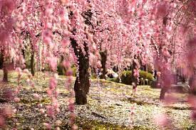 Туристы и жители Японии наслаждаются цветением сакуры