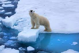 Арктические льды стали вдвое тоньше