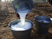 Фермеры в Кыргызстане попросили президента решить проблему закупочных цен на молоко