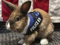 Кролик-полицейский работает в Калифорнии