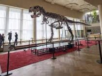 Скелет тираннозавра продан на аукционе за $6 млн