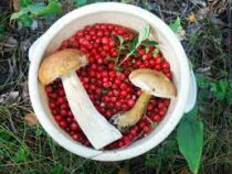 Бесплатно собирать грибы, ягоды и лечебные травы запретят в Казахстане