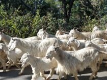 Стадо голодных коз устроило террор в городе