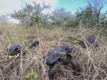 Редких черепах выпустили в дикую природу в Эквадоре
