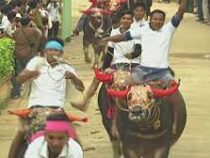 В Камбодже провели ежегодные гонки на волах