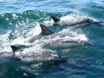 Россия усилила защиту Севастополя боевыми дельфинами