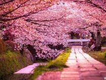Цветение сакуры в 2023 году принесет экономике Японии $4,7 миллиарда