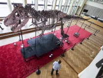 Скелет тираннозавра продали на аукционе за 5,3 млн долларов