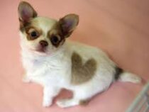 Чихуахуа из США признали самой маленькой в мире собакой