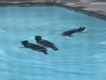 Семья диких енотов устроила вечеринку в бассейне