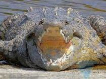 В Австралии тело пропавшего рыбака нашли внутри крокодила