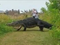 Гигантский аллигатор приплыл к отдыхающим на острове в американской Алабаме