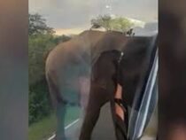 Голодный слон напал на автобус с российскими туристами в Шри-Ланке