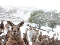 Снегопад обрушился на несколько регионов Австралии