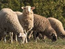 В Шотландии начали измерять, сколько метана выделяют овцы при пищеварении