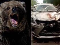 Сбитый медведь отомстил Lexus, разорвав капот авто