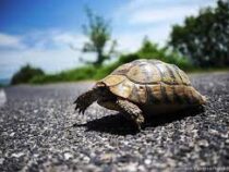 В США черепаха спровоцировала массовую аварию на трассе