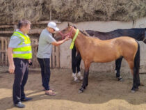 В  Суусамырской долине на лошадей надели светоотражающие ленты