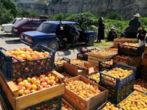 В Баткенской области в разгаре сезон сбора абрикоса