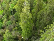 Ученые нашли самое высокое дерево в Азии