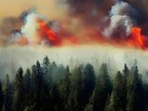 Число природных пожаров в мире будет увеличиваться