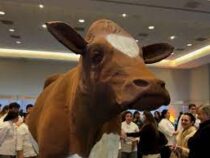 В Чили представили огромную  статую шоколадной коровы
