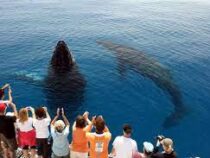 Тысячи людей наблюдают за популяцией китов в Аргентине